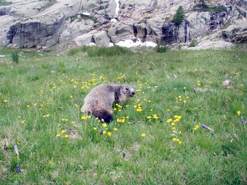 Randonnée dans le Mercantour