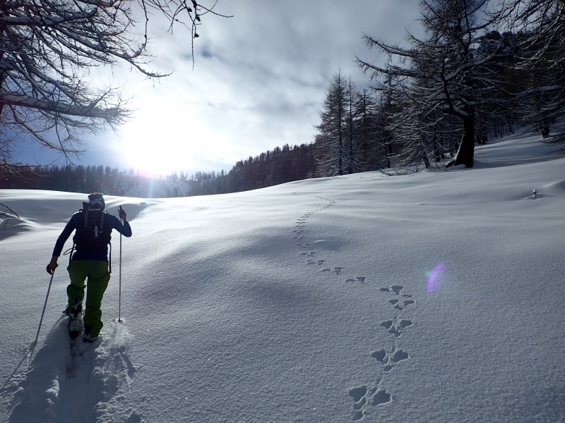 Bonne Année et conditions neige janvier 2015